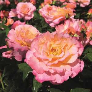 Роза чиппендейл — зрелище, которое лишает чувств