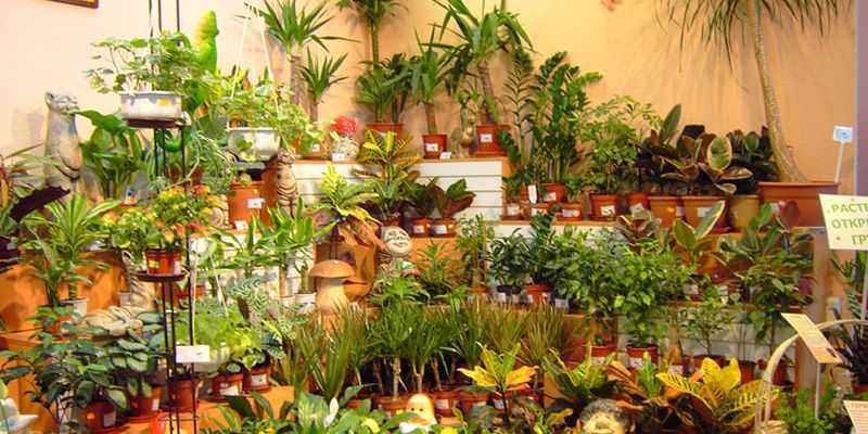 Подкормка комнатных растений: как весной применять удобрения