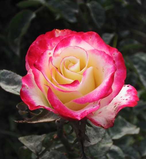 Роза версилия: описание и характеристика чайно-гибридного сорта