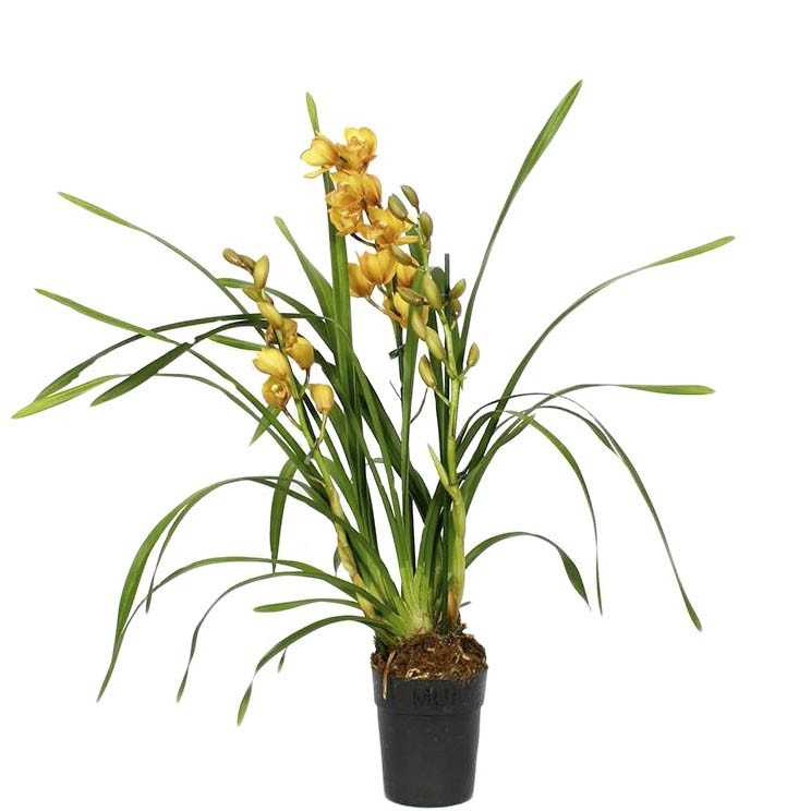 Орхидея цимбидиум – пересадка в домашних условиях