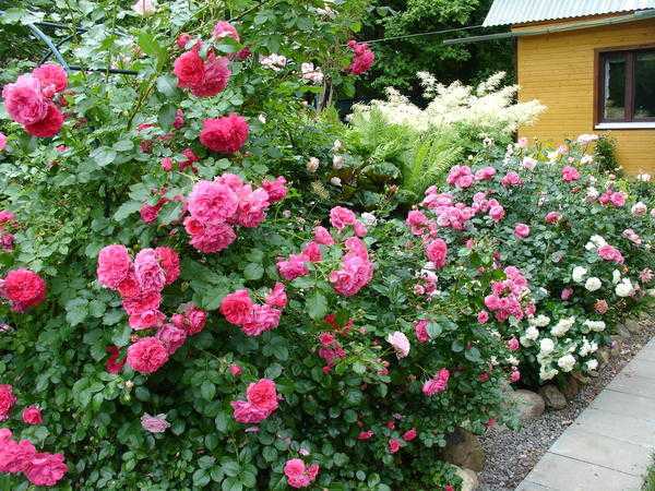 Посадка роз весной в открытый грунт саженцами: когда и как правильно сажать