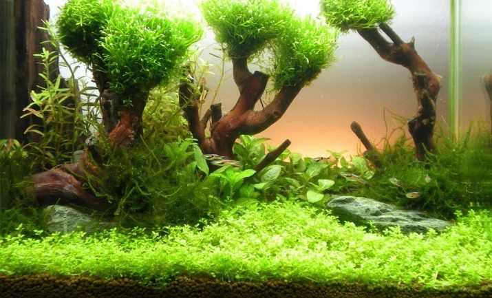 Как выглядит яванский мох в аквариуме, фото и содержание