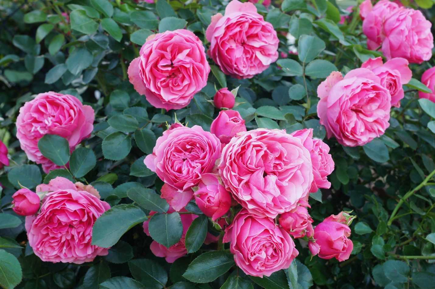 Роза Леонардо да Винчи – один из самых эффектных сортов группы флорибунда с цветами однотонной окраски Используется в качестве срезочного сорта и для
