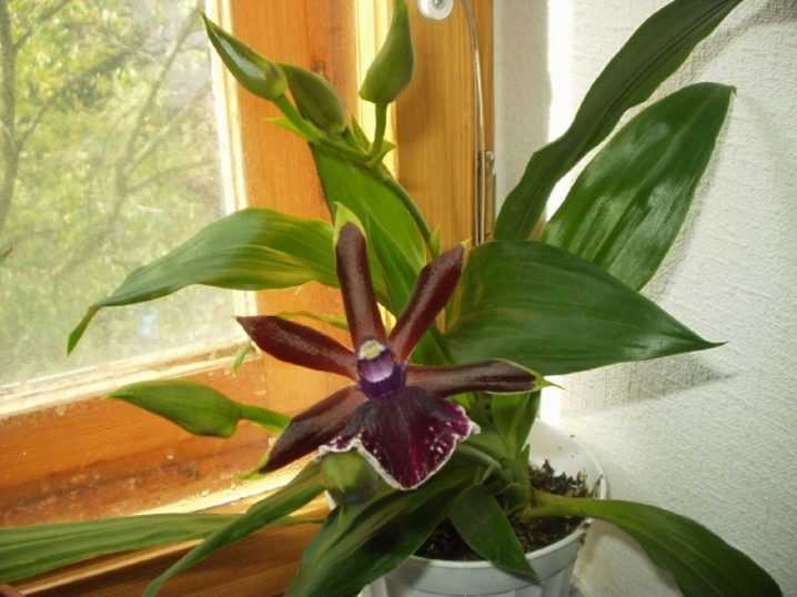 Как выращивать орхидею зигопеталум в домашних условиях: особенности