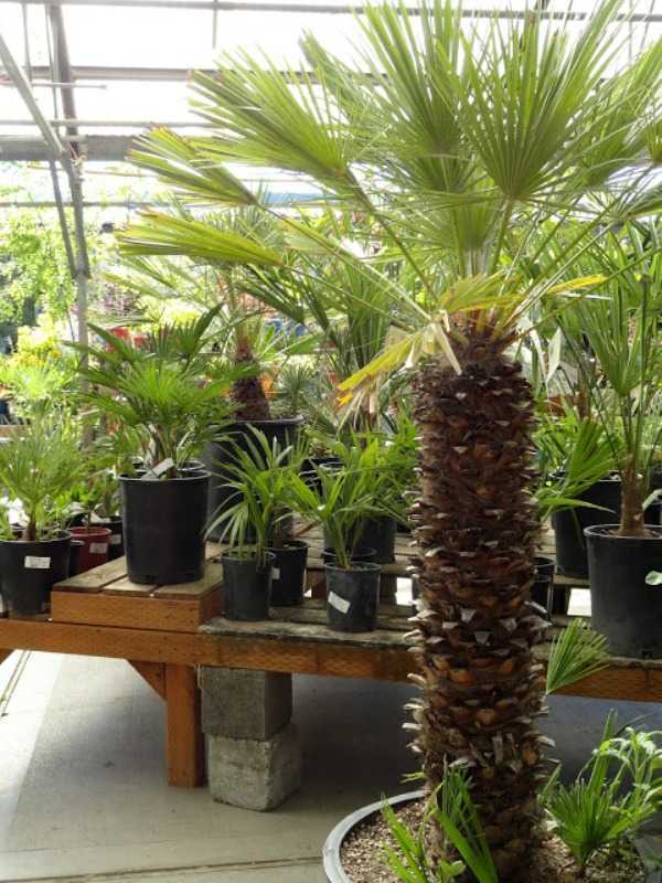 Характеристика пальмы хамеропс