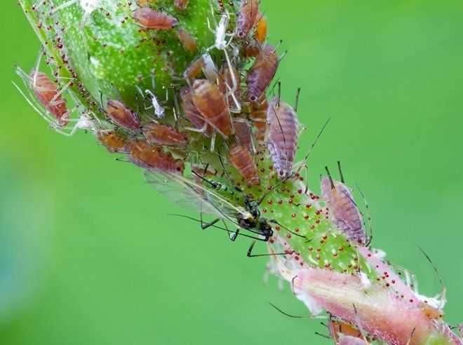 Паутинный клещ – как выглядит, виды, как распознать его на растениях и как от него избавиться раз и навсегда, эффективные методы борьбы