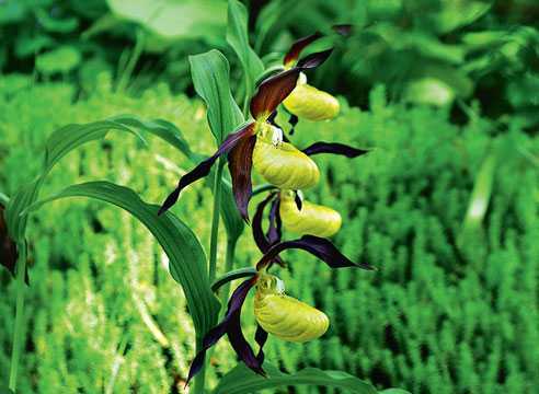 Орхидея пафиопедилум (венерин башмачок): уход и описание видов