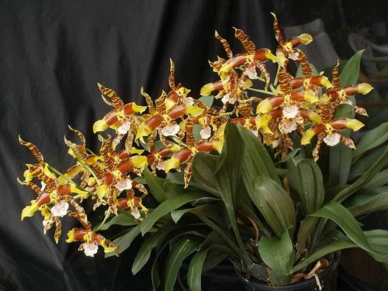 Орхидея одонтоглоссум (31 фото): правила ухода за орхидеей в домашних условиях, описание видов и сортов комнатного растения. что делать, если у нее желтеют листья?