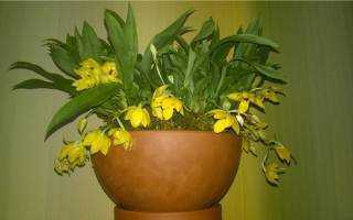 Орхидея лелия: уход в домашних условиях, условия содержания