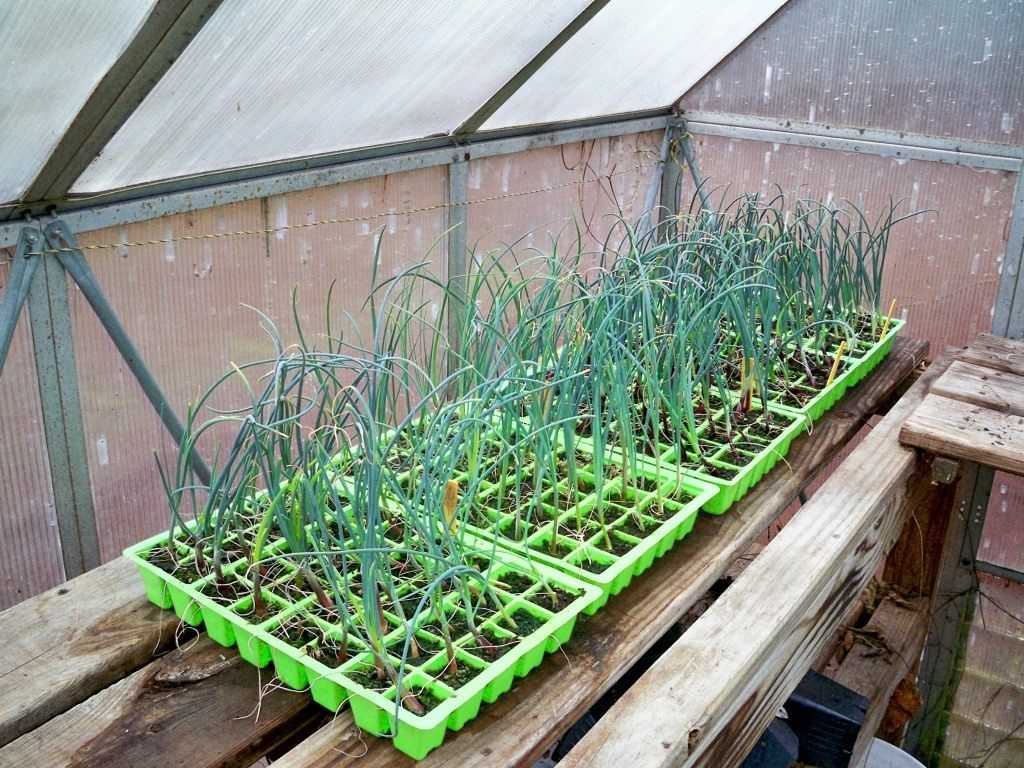 Как выращивать лук порей из семян через рассаду: посев, уход, хранение |
