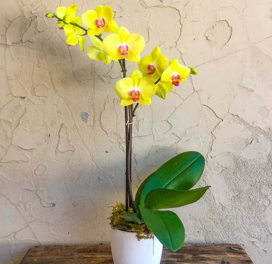 Болезни орхидей: описание и меры борьбы - Проект "Цветочки" - для цветоводов начинающих и профессионалов