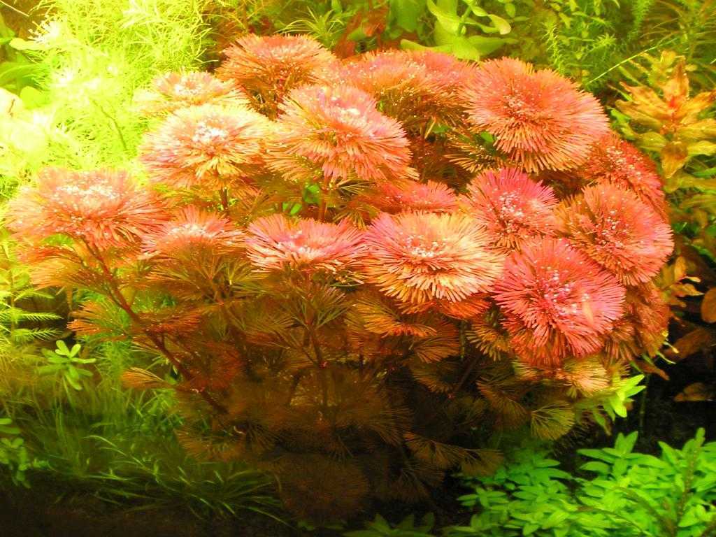 Кабомба-аквариумное растение | домашний аквариум
кабомба – домашний аквариум