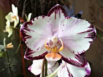 Редкие виды орхидей, различные сорта, цвета в мире, самая редкая, фото и видео от специалистов