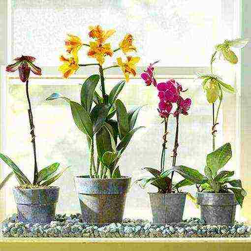 Правила подкормки орхидей в домашних условиях до и во время цветения
