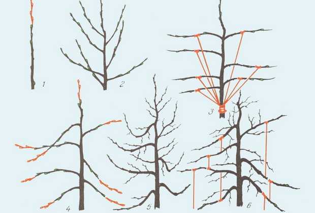 Обрезка молодого дерева: основные этапы и технология формирования кроны плодового дерева путем обрезки |