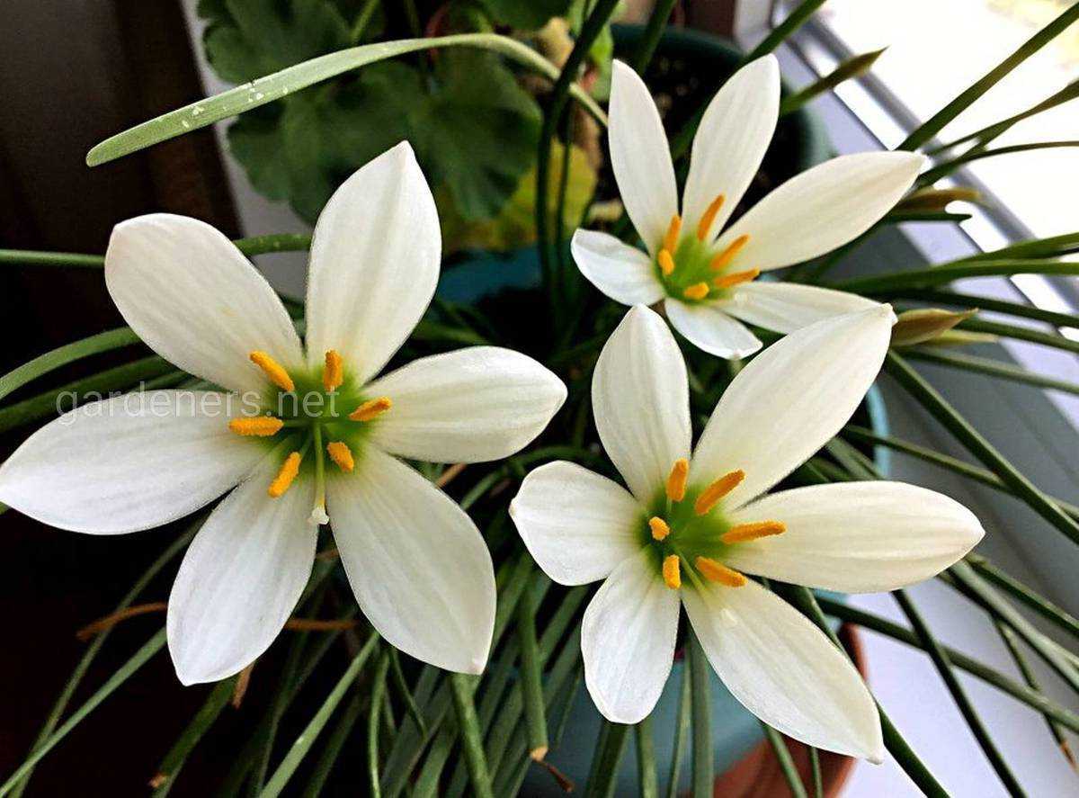 Цветок зефирантес: описание вида, разновидности, уход и посадка в домашних условиях