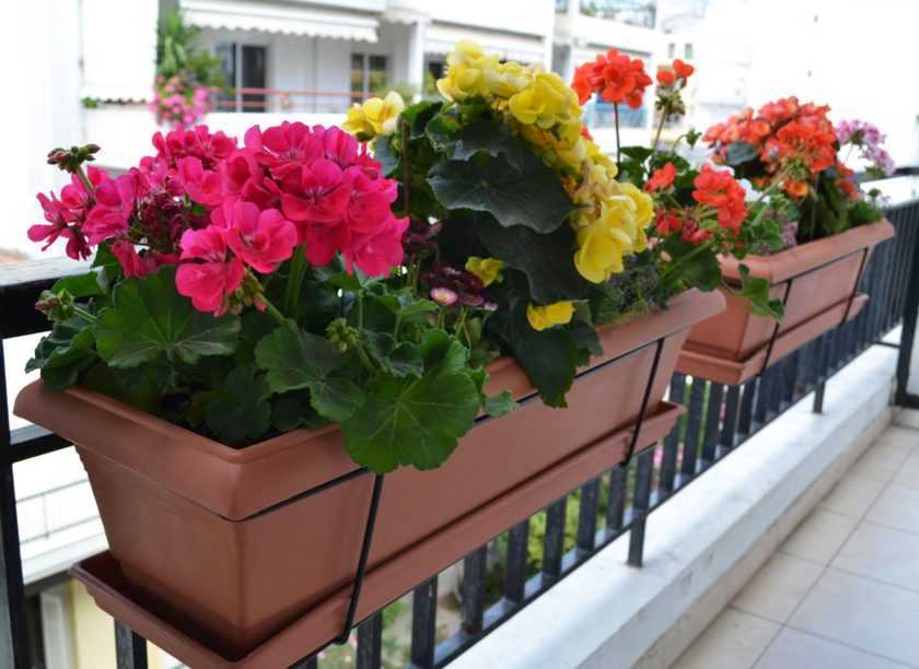 Однолетние цветы для балкона с северной стороны