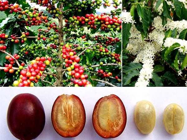 Как вырастить кофейное дерево в домашних условиях - уход, полив, пересадка и лечение болезней