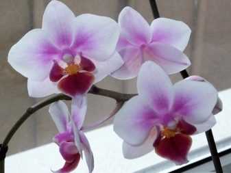 Редкие орхидеи (19 фото): названия самых редких видов и сортов растений в мире