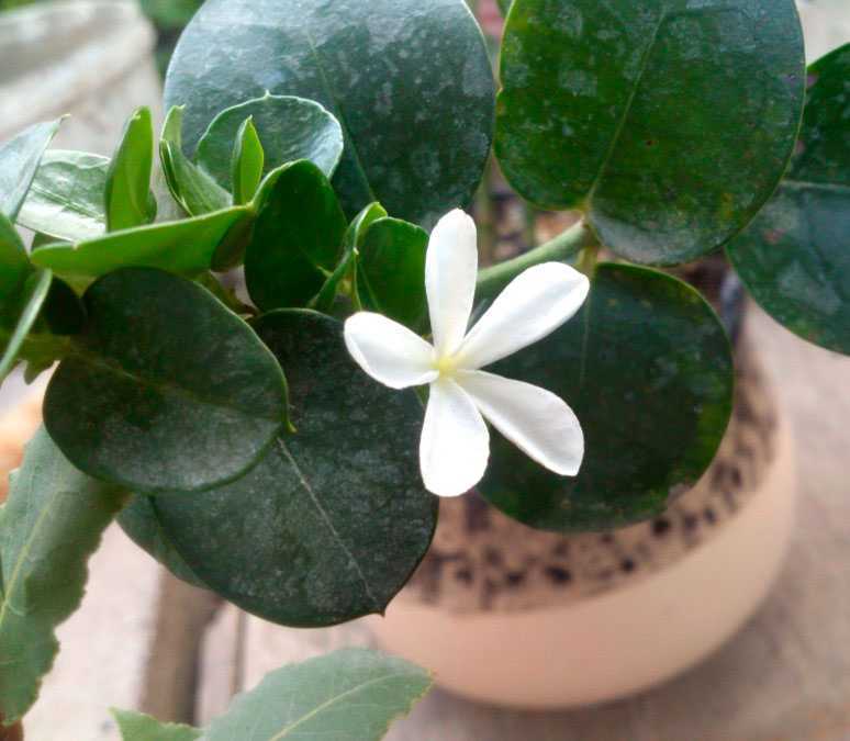Карисса растение: размножение и уход за цветком
