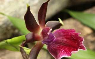 Уход за цветком орхидея зигопеталум