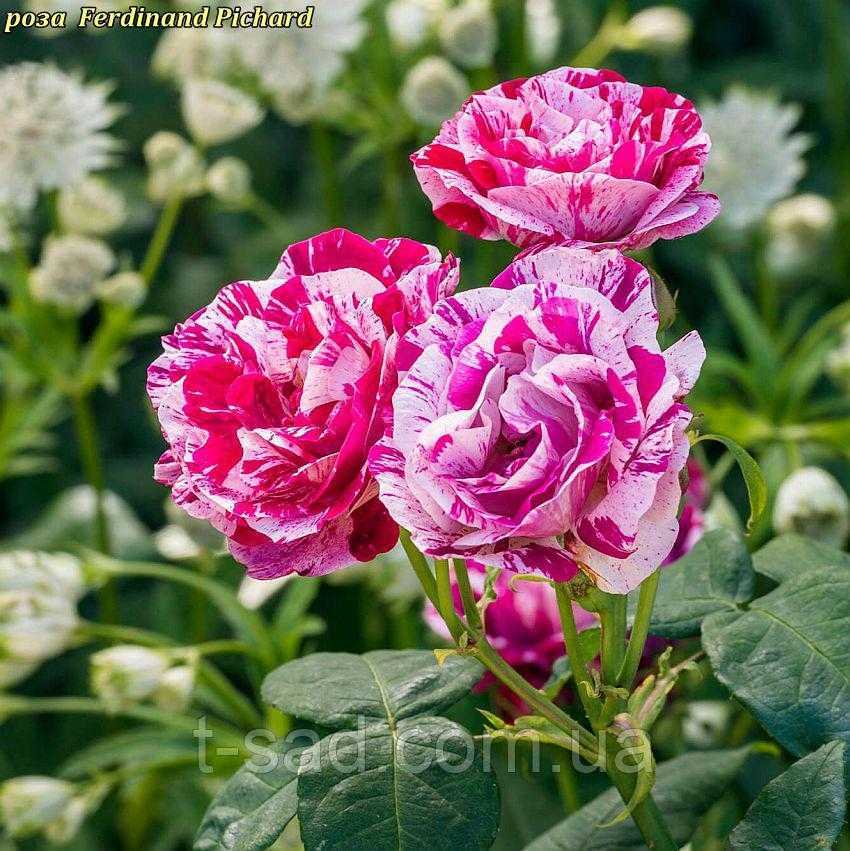 Роза парково-кустовая фердинанд пичард (ferdinand pichard) купить выгодно ✵ сады-эдема.рф – интернет магазин растений для сада