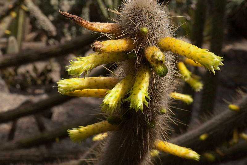 Лесной кактус рипсалидопсис – особенности выращивания и ухода