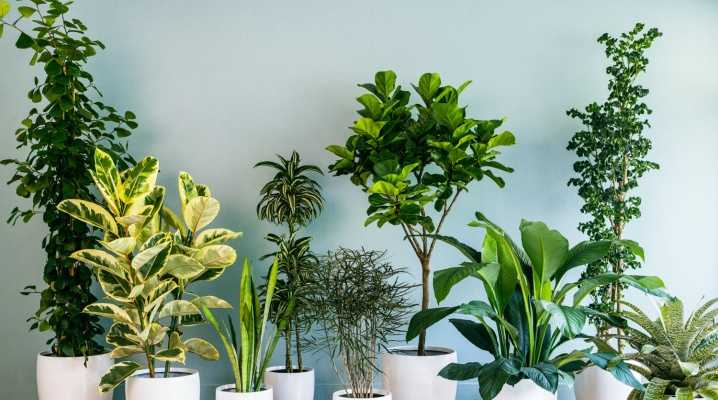 Каковы особенности выращивания теневыносливых растений в домашних условиях Список самых популярных цветущих, ампельных, пальмовых, лиственных теневыносливых