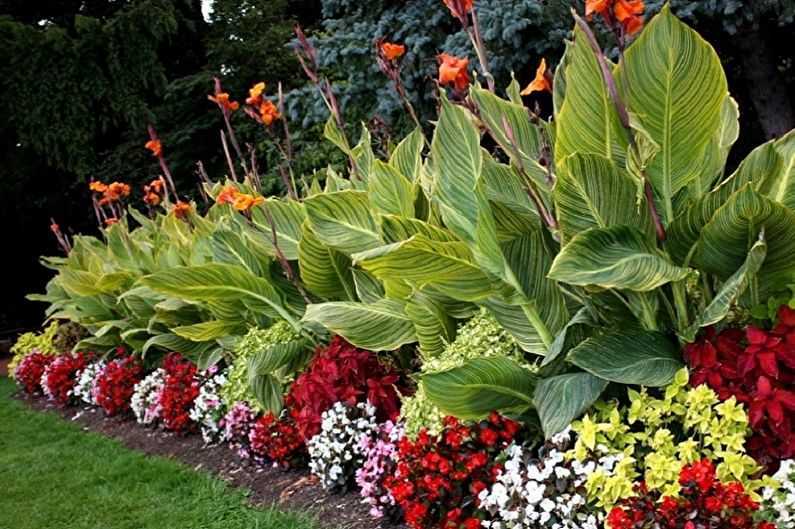 Цветы канны: выращивание в саду, посадка и уход в открытом грунте, в домашних условиях