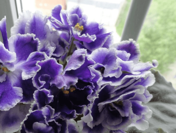 Нежный цветок ночная фиалка: фото, посадка и уход