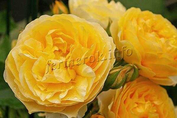 Роза английская шарлотта: особенности выращивания сорта на садовом участке | топфазенда