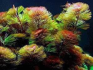 Бакопа: содержание и уход за аквариумным растением, выращивание, виды