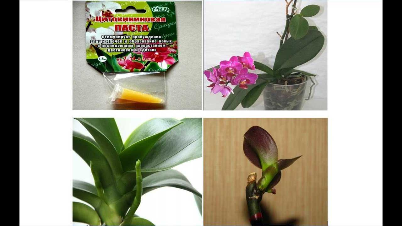 Цитокининовая паста применение для комнатных растений кроме орхидей. цитокининовая паста: как использовать для комнатных растений | дачная жизнь