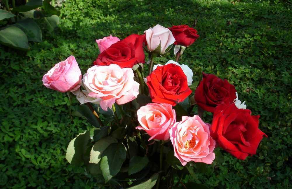 Как выращивать розы: 135 фото и видео описание выращивания кустов роз