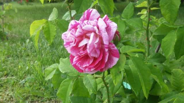 Особенности выращивания парковой двухцветной розы фердинанд пичард в саду