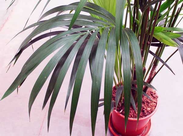 Семена пальмы: как вырастить экзотическое растение из семян в домашних условиях