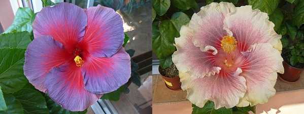Комнатный гибискус (56 фото): уход за китайской розой в домашних условиях. выбор грунта для цветка. как заставить растение цвести зимой? в какой горшок его посадить?