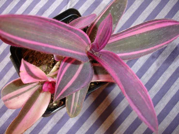 Растение сеткреазия пурпурная или филоетовая, вариегатная