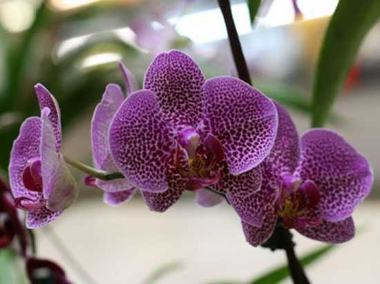 Расскажем про подробный уход за орхидеями в горшке в домашних условиях