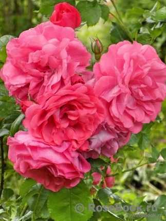 Роза розариум ютерсен – фото и описание, отзывы