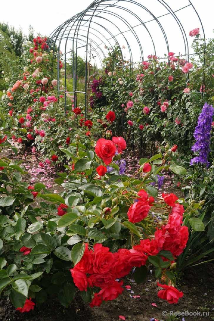Миниатюрные розы: лучшие сорта, уход и выращивание