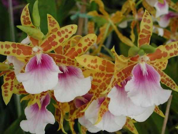 Орхидея мильтониопсис: уход, размножение, болезни и вредители. советы для начинающих цветоводов