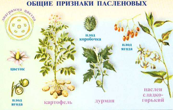 ᐉ растение паслен: уход в домашних условиях, фото и виды, выращивание из семян - roza-zanoza.ru