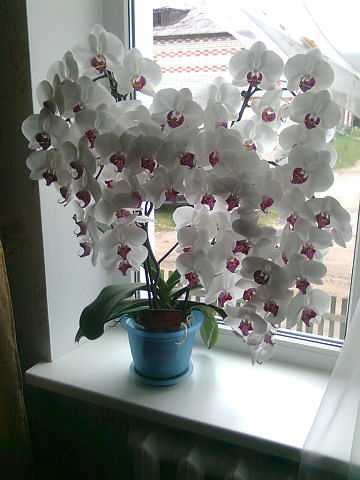 Комнатная орхидея: особенности содержания в домашних условиях