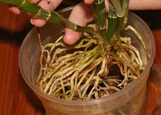 Правильный уход за орхидеей дендробиум в домашних условиях