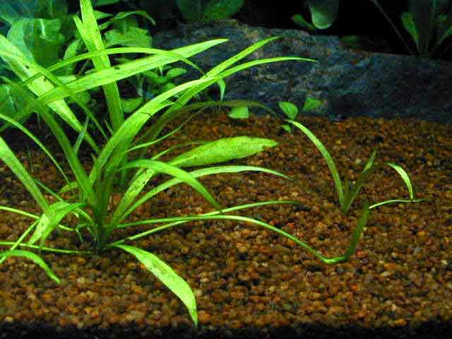 Сагиттария, или стрелолист — аквариумное растение, виды и их содержание