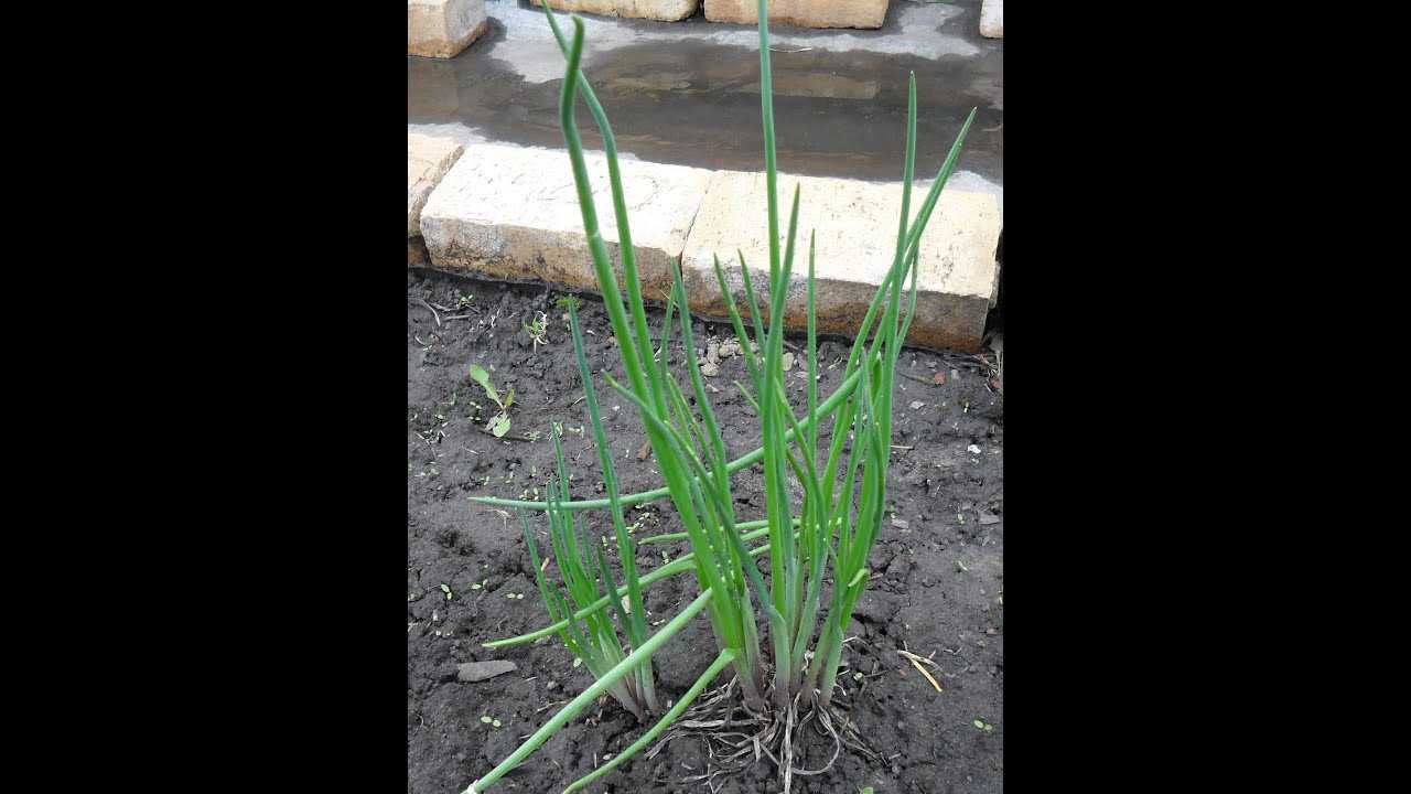 Травянистое многолетнее растение лук-батун (Allium fistulosum), еще именуемое татарка, либо дудчатый лук, либо песочный, либо китайский, является видом рода Лук