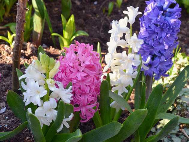 Луковичное цветущее многолетнее растение гиацинт (Hyacinthus) является представителем семейства Спаржевые, однако раньше оно было частью семейства Лилейные, а еще его выделяли в отдельное семейство Гиацинтовые