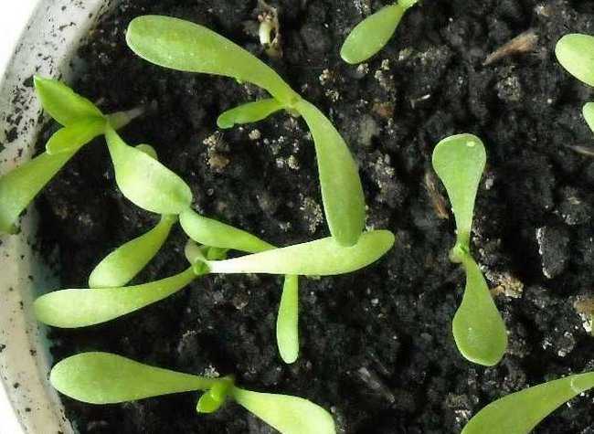 Агератум: выращивание из семян, когда сажать, фото сортов и названия