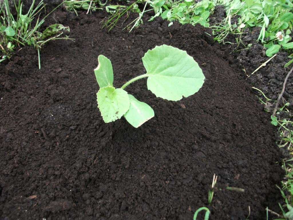 Как правильно посадить тыкву в открытый грунт, на каком расстоянии, что можно сажать рядом с ней на грядке, схема посадки